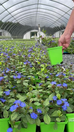 Today (11/1) is the LAST retail Saturday of the season at The Perennial Farm! Stop by for your last minute fall perennials and we can’t wait to see you in the spring! | The Perennial Farm