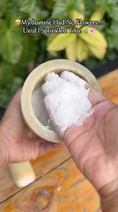 🤫Just Sprinkle This in Soil… Jasmine Plant Explodes With Flowers!🌱🌸
