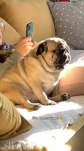 63K views · 3.5K reactions | Sweet memories. 凉 Time. Time is the most valuable asset in life. 珞 What do you think? Credit - @pugaddiction0 #puglife #puglove #pugsofinstagram #pugpuppy #pugstagram #pugoftheday #pugsnotdrugs #puglovers #pugnation #pugworld #pugdog #pugobsessed #puglover #pugfamily #pugmania #pugclub #pugofinstagram #pugcommunity #puggram #pugoftheday | Enhanced Pet Products | Facebook