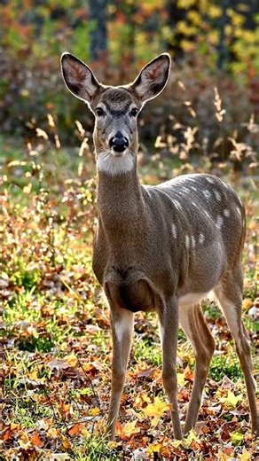 That’s not a pie bald that just looks like￼ a fawn