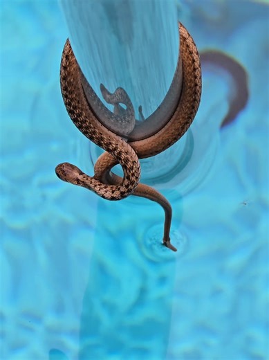 Spring Snakes: Signs of Pool Season Approaching