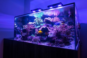 Bespoke Aquarium Design and Installation - THE AQUATIC DESIGN CENTRE Ltd