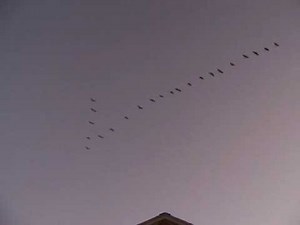 Canadian Geese Flying over my house