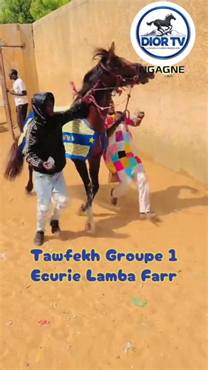 Tawfir peut faire sa rentrée en terminant dans les 3 premiers. 🏇 #questcequejedevraischoisir #cour