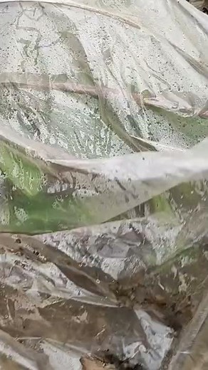 multiplication des rejetons de bananier