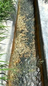 Oldest irrigation system transports water through ditches across desert oases to palm farms. This enduring technique reflects the deep-rooted agricultural heritage, essential for life in arid desert