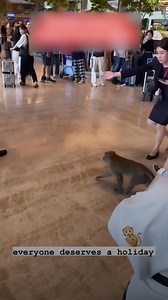 327K views · 1.7K reactions | Here are some tips on what to do during an encounter with a macaque: Remain calm and quiet. Do not make direct eye contact, sudden movements, and do not turn away and run. Hide or throw any object that is attracting the macaque. Never try to hit the monkey. | Mothership | Facebook