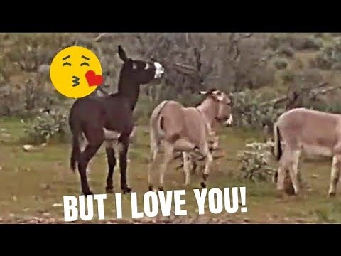 WILD DONKEY TRYING TO BREED! CAN'T A GUY GET A LITTLE LOVE AROUND HERE?
