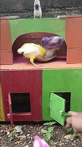 The Most Colorful Chickens Ever!