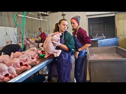 Thanksgiving season at the Howe Family Turkey Farm