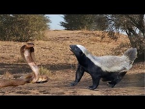 Honey badger vs Snake:Honey Badger caughts and eats Snake