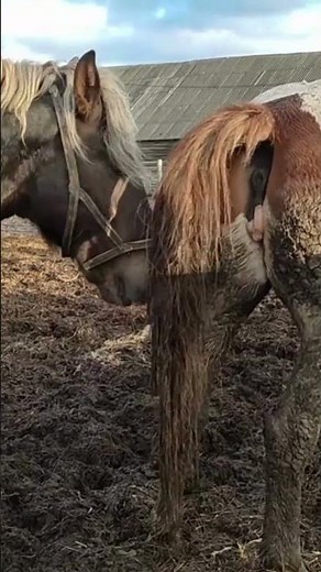 Stallion wants to meet the mare 2023 । Beautiful Horse