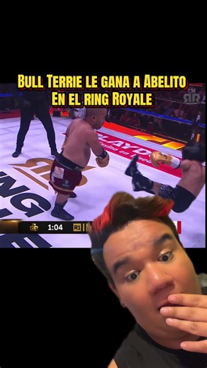 Bull tierre le gana a Abelito en el ring Royale #bulltierrier #abelito #ringroyale
