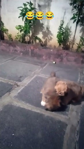 cute little puppies funny video#Sriram logs#shorts #videos