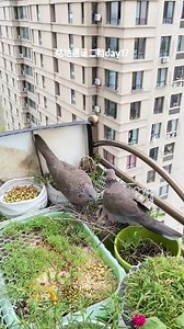 Good morning from #China. Sweet family of Spotted Doves (珠颈斑鸠) hopes you all have a wonderful day. ❤️❤️❤️ #Chinese #nature #birds #wildlife #travel #peace #beauty #beautiful #love | Lin hillside