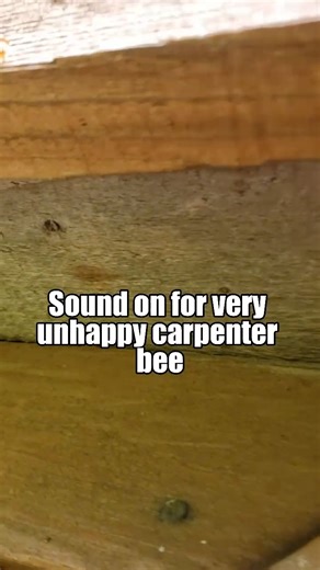 🔊 Hear that loud buzz? Carpenter bees may not sting often, but they drill into your home’s woodwork and cause serious structural damage over time. 🐝 🛠 Don’t let them get comfortable—click the link in our bio for expert help! #CarpenterBees #BuzzOff #WoodDamage #PestPrevention #MassachusettsHomes | Ransford Pest Control
