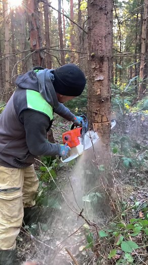 Using a Chainsaw to Cut Trees Safely in the Forest