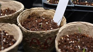 Time lapse of germinating tomato plant in small decomposing paper pot.