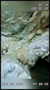 116K views · 734 reactions | Ibex: the ultimate climbing champion of the animal kingdom. #wildanimals #animals | Extremely Funny Videos | Facebook