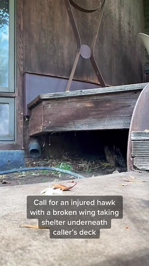 Rescuing an Injured Hawk with a Broken Wing