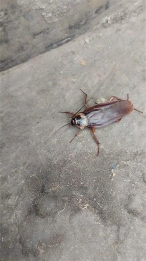 Cockroach sound #youtubeshorts #cockroach #animals #shorts