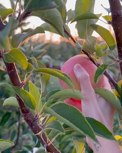 339 reactions · 24 shares | It's magic time in our apple orchards. ✨ September starts the peak of apple season! Reserve your picking time: linvilla.com/pick-your-own | Linvilla Orchards | Facebook