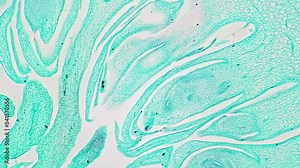 Fruit of ficus carica in transversal section magnified under microscope 200x and filmed against bright field background. Cut fig plant studied on botany lesson at lab. Research of organic product