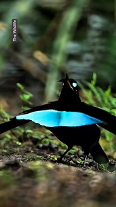 Great dance | The Wildlife