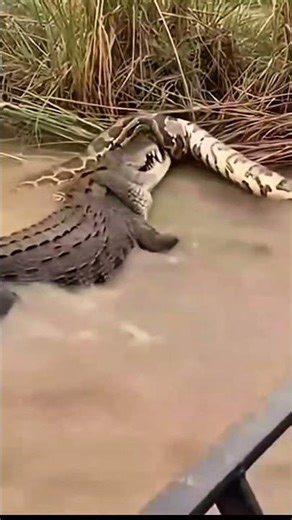 Too Fast … Snake vs Crocodile🐍🐊