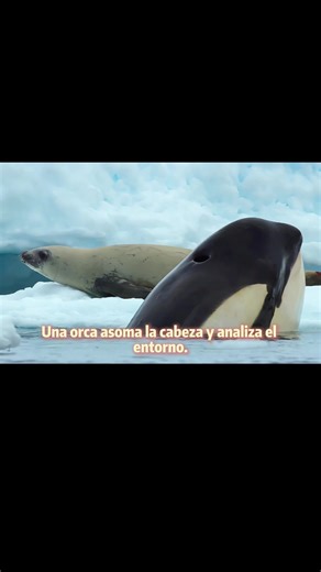 #animalestiktok #documental #salvaje #fyp | animal videos