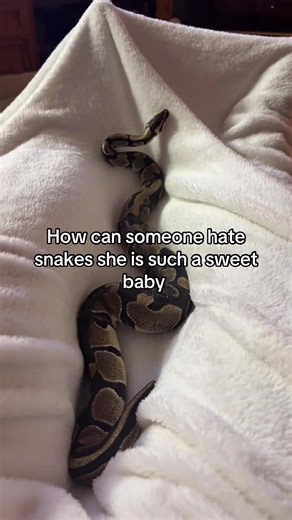 #snakesoftiktok #ballpython #fypシ゚viral
