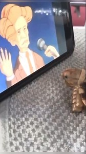 5.3K views · 245 reactions | When your cartoon characters be trippin…. #tortoise #turtle #sulcata #reptile #sulcatatortoise #reptiles #tortoises #funnypets #kurakura #tortoiselife #love #sing #turtles #tortoiselove #pet #tortoiselover #pardalis #scream #funnyanimalvideos #ahhh #pets #toocute #animals #torto #tortoisegram #wth #sulcatalover #lol #aww | Tucker The Tiny Tortoise | Facebook