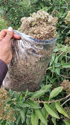 Ageratina tinifolia)También conocido como chilco amargo, amargoso, amargo, chilco, chilca.