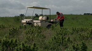 Hemp farmers hope their plants pass THC test