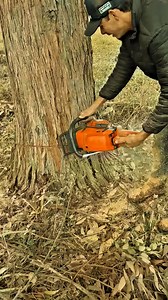 7.8K views · 65 reactions | #treeremoval #foryoupage #stihlchainsaw | Agriculture &Tree-cutting | Facebook