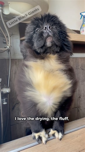 I’m 🌸 Mila… just wait until you see how a real little lady looks when she’s all done. 💫 I love getting groomed. Every moment of care, every fluff, every shine… it’s my favorite ritual. Soft, puffy, and ready to charm — that’s me after a proper pampering. 🌼 My 𝐋𝐢𝐭𝐭𝐥𝐞 𝐁𝐥𝐚𝐜𝐤 𝐆𝐢𝐚𝐧𝐭𝐬 family says I’m beautiful. Do you think I’m beautiful too? ❤️ #LittleBlackGiants #NewfoundlandDog #PuppyLove #FluffyPrincess #DogGrooming #DogLife #PufnastaDama #DogsofFacebook #PamperedPup #DogJoy @n