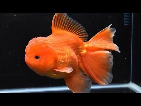 Why Your Goldfish Died After a Water Change