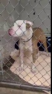 7.9K views · 357 reactions | Meet our adorable adoptables  | The Humane Society of Hobart, Inc. | Facebook