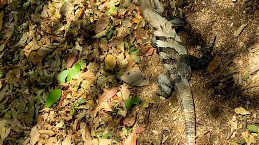 Santa Rosa国家公园野生中美刺尾鬣蜥（Ctenosaura similis）