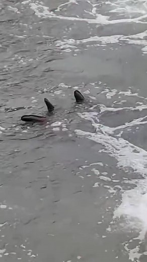 270K views · 1.4K reactions | Mais uma criatura não identificada filmada na pescaria! #fishing #pesca #pescaria | Luciano Barbosa React | Facebook