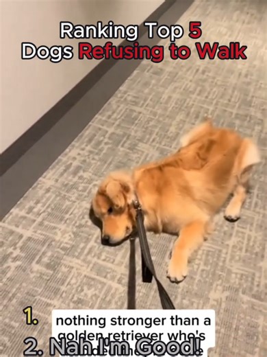 😂 The Funny Five: Dogs Refusing to Walk 🐕😭 POV: the walk just started… and they’re already DONE 😭 #3 needed a break #2 said “carry me” #1 turned into a statue 👇 Which one is your dog? Follow @TheFunnyFive for daily laughs #FunnyFive #DogsRefusingToWalk #PetTok #FunnyDogs #ViralPets