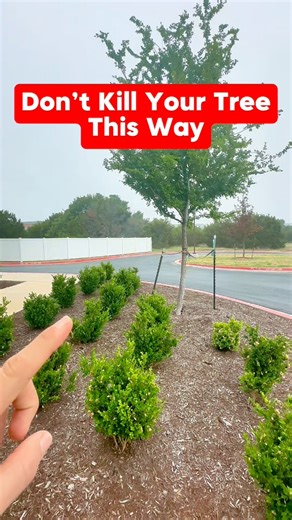 53K views · 199 reactions | Have you seen this before? A poor tree...