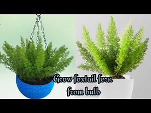 Foxtail fern propagation from bulb | Best hanging plant | grow fern from bulb | asparagus fern
