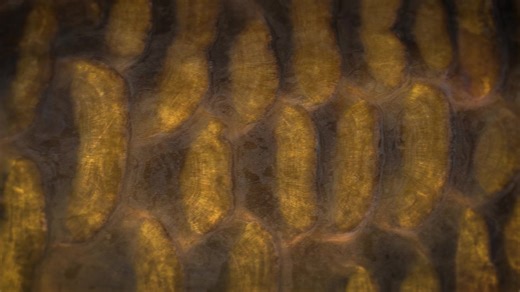 Exploring Stickney Brick Pit: A Unique Carp Fishing Experience