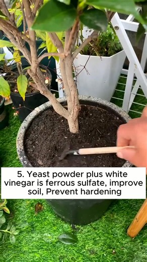 43K views · 351 reactions | 5 tips for taking care of plants using baking powder #gardeninguk #gardeninglove #gardeningtime #gardeningideas #gardeningistherapy | Gardening Tips | Facebook