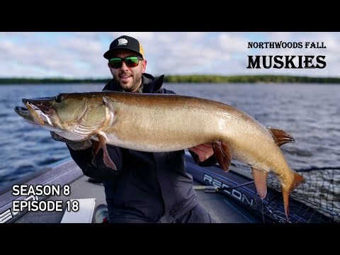 MONSTER Fall Musky Catch in the Northwoods! S8.E18