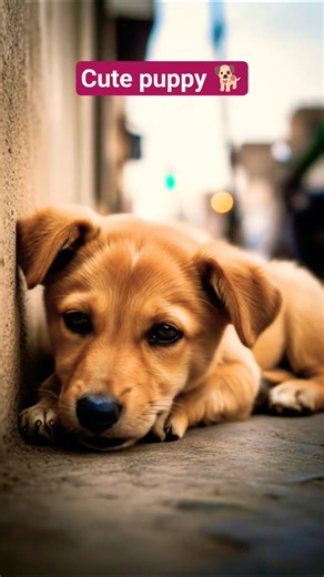 Oggy coco || Labra coco || #shorts #labrador #youtubeshorts #viralshort #funny #cute #puppy #love