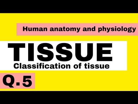 Tissue – Classification of Tissue | Human Anatomy & Physiology | B. Pharm AKTU
