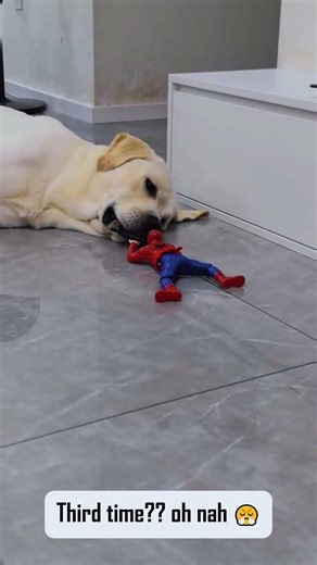 Don't bother him