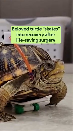 Meet Oneida: An Educational Turtle Recovering